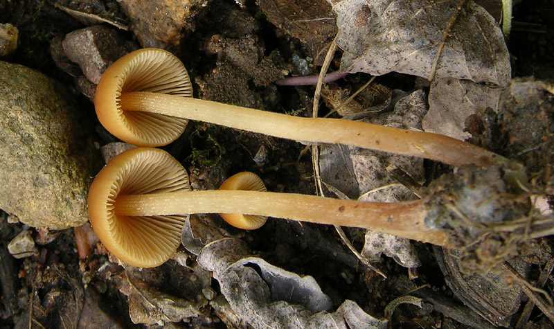 Conocybe da determinare.